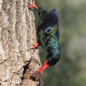 Green Wood Hoopoe Feeding Young