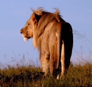 Idwala Game Lodge