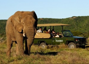 Shamwari Game Reserve